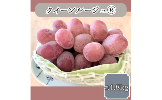 クイーンルージュ(R) 約1.8kg＜9月中旬より発送＞