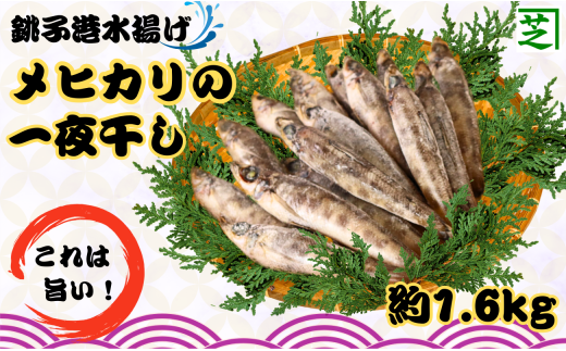 メヒカリ一夜干し 60尾 約1.6kg 銚子港水揚げ 冷凍 めひかり 目光 バラ凍結 無添加 干物 白身魚 焼魚 名物 一夜干し 天ぷら 唐揚げ 海鮮 ひもの 魚  魚介類 深海魚 新鮮 グルメ お取り寄せ 贈り物 人気 おかず おつまみ 酒の肴 朝食 夕食 ふるさと納税 ふるさと納税魚 送料無料 10000 10000円 千葉県 銚子市 シバショウ 1451472 - 千葉県銚子市