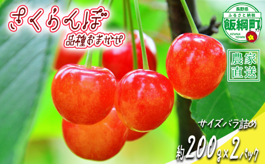 【 冷蔵便 】 さくらんぼ サイズ バラ詰め 200g × 2パック （ 品種おまかせ ） 配送先は本州限定 2025年6月中旬〜2025年6月下旬まで順次発送予定 サイズバラバラ チェリー サクランボ 長野県 飯綱町 [1952]