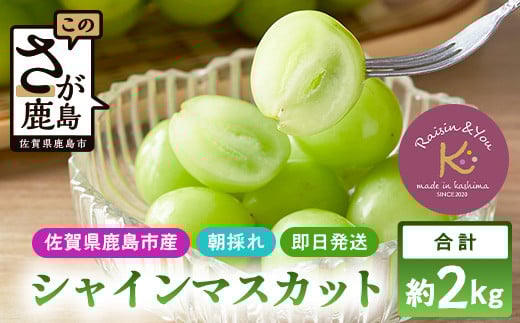 朝採れ即日発送◆数量限定◆シャインマスカット 約2kg 3～4房【先行予約】【2025年8月中旬～9月下旬配送予定】鮮度第一 可愛いラッピングで贈り物にも◎ ご褒美 プレゼント 贈答 ギフト 果物 葡萄 ぶどう マスカット 野菜 佐賀 鹿島市 人気 送料無料 C-38 242918 - 佐賀県鹿島市
