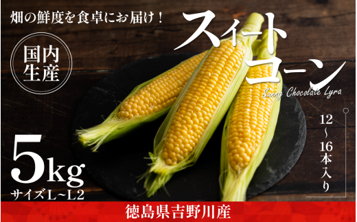 とうもろこし サニーショコラライラ 5kg 12〜16本 極甘 スイートコーン コーン 生食用 野菜 やさい サラダ スープ コーンスープ 生 BBQ アウトドア 旬 朝採り 人気 お取り寄せ 先行予約 産地直送 期間限定 おすすめ 2026年5月発送予定