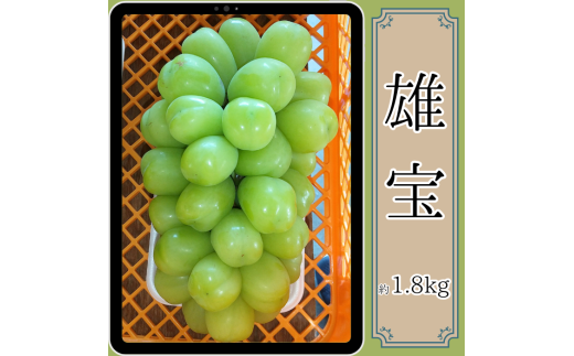 雄宝 約1.8kg＜9月中旬より発送開始＞