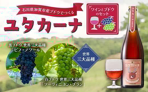 飲みやすいロゼスパークリングワイン ユタカーナ（750ml）　赤白それぞれ世界三大品種のブドウ／ピノ・ノワール／ソーヴィニヨン・ブラン（各1房）セット スパークリング ぶどう ブドウ 葡萄 ワイン 酒 アルコール アルコール飲料 F6P-2526