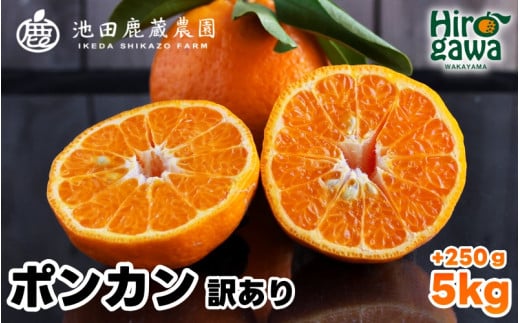  家庭用 ポンカン 5kg+250g（痛み補償分） 光センサー 食頃出荷 / 訳あり 有田 みかん 柑橘 蜜柑 くだもの 果物 果実 フルーツ 和歌山 ※1月中旬～2月下旬頃に順次発送予定 ※北海道・沖縄・離島への配送不可 【ikd008-c-5A】 2105616 - 和歌山県広川町