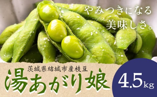 枝豆 茨城県結城市産枝豆「湯あがり娘」4.5kg（茶豆味）有限会社大嶋農園 《7月中旬-7月末頃出荷》 野菜 国産 甘み 香り 濃厚 つまみ ビールのおつまみ ビールのつまみ【配送不可地域あり】 1172466 - 茨城県結城市