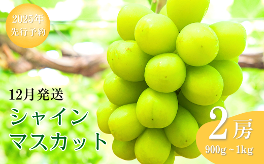【2025年先行予約】 シャインマスカット 約900g ~ 1kg(2房) 葡萄 ブドウ 白ぶどう 種無し 種なし 皮ごと 千曲市 長野県 信州 2037700 - 長野県千曲市