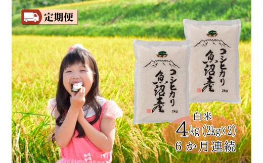 【令和7年度産新米予約】 城内農産【お米定期便/全６回】南魚沼産コシヒカリ　白米４kg（２ｋｇ×２）＜5割減農薬栽培米＞【2025年10月中旬より順次発送予定】