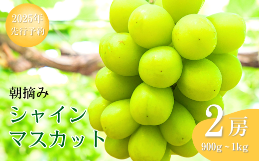 【2025年先行予約】 シャインマスカット 朝摘み（900g ~ 1kg 2房） 葡萄 ブドウ 白ぶどう 朝採り 種無し 種なし 皮ごと 千曲市 長野県 信州 2037702 - 長野県千曲市