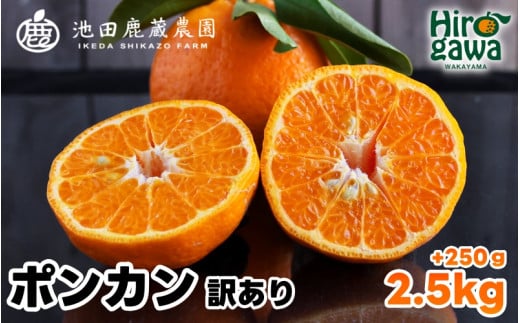  家庭用 ポンカン 2.5kg+250g（痛み補償分） 光センサー 食頃出荷 / 訳あり 有田 みかん 柑橘 蜜柑 くだもの 果物 果実 フルーツ 和歌山 ※1月中旬～2月下旬頃に順次発送予定 ※北海道・沖縄・離島への配送不可 【ikd008-c-2d5】 2105597 - 和歌山県広川町
