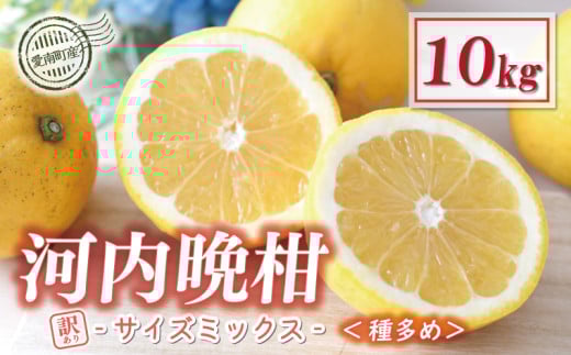 訳あり 河内晩柑 10kg サイズミックス (種多め) 9000円 みかん かわちばんかん ミカン mikan わけあり 愛南ゴールド 家庭用 あいなん ゴールド 美生柑 文旦 派生 和製 グレープフルーツ 産地直送 国産 農家直送 減農薬 期間限定 数量限定 ビタミン 特産品 人気 限定 甘い おいしい 小玉 含む フルーツ 果物 柑橘 蜜柑 規格外 宮下明良 愛南町 愛媛県