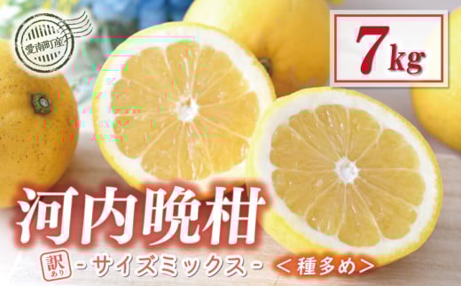訳あり 河内晩柑 7kg サイズミックス (種多め) 7000円 みかん かわちばんかん ミカン mikan わけあり 愛南ゴールド 家庭用 あいなん ゴールド 美生柑 文旦 派生 和製 グレープフルーツ 産地直送 国産 農家直送 減農薬 期間限定 数量限定 ビタミン 特産品 人気 限定 甘い おいしい 小玉 含む フルーツ 果物 柑橘 蜜柑 規格外 宮下明良 愛南町 愛媛県