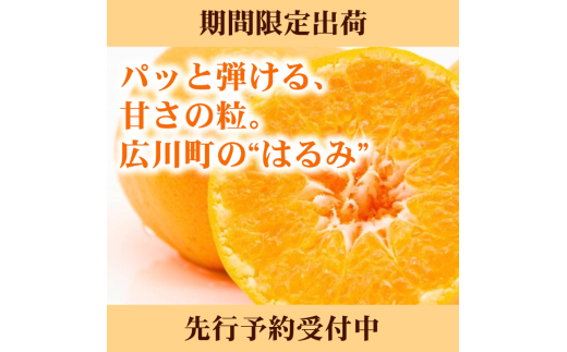 和歌山県広川町のふるさと納税 はるみ 2kg 家庭用 / 訳あり 甘い 和歌山 柑橘 ※2月中旬〜3月下旬に順次発送【krw013-c-2】