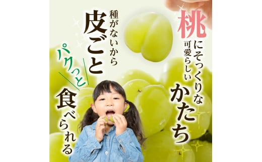 岡山県備前市のふるさと納税 【2025年発送】びぜん葡萄「桃太郎ぶどう」（露地栽培）約2kg入  【 岡山県備前市産 桃太郎ぶどう 露地栽培 約2kg入 (3～5房目安) 樹上完熟 】
