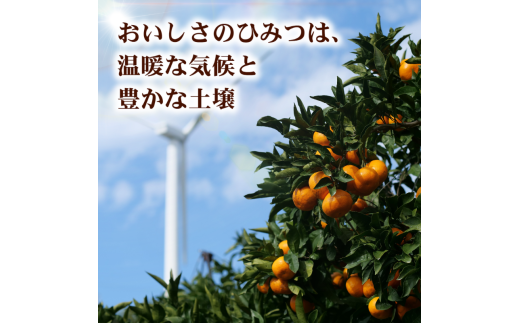 和歌山県広川町のふるさと納税 はるみ 2kg 家庭用 / 訳あり 甘い 和歌山 柑橘 ※2月中旬〜3月下旬に順次発送【krw013-c-2】