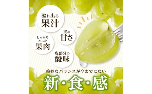 岡山県備前市のふるさと納税 【2025年発送】びぜん葡萄「桃太郎ぶどう」（露地栽培）約2kg入  【 岡山県備前市産 桃太郎ぶどう 露地栽培 約2kg入 (3～5房目安) 樹上完熟 】
