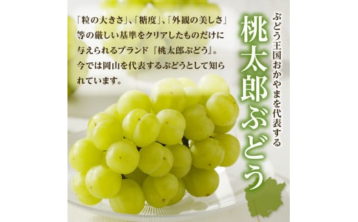岡山県備前市のふるさと納税 【2025年発送】びぜん葡萄「桃太郎ぶどう」（露地栽培）約2kg入  【 岡山県備前市産 桃太郎ぶどう 露地栽培 約2kg入 (3～5房目安) 樹上完熟 】