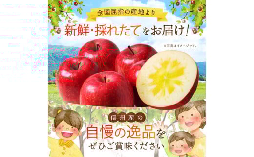 長野県飯田市のふるさと納税 南信州産 りんご シナノスイート 約5kg 【2025年9月～10月発送】 | 果物 くだもの フルーツ シナノスイート 林檎 りんご リンゴ 信濃 新鮮 長野県 信州 南信州 飯田市