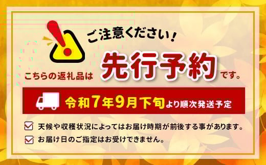 長野県飯田市のふるさと納税 南信州産 りんご シナノスイート 約5kg 【2025年9月～10月発送】 | 果物 くだもの フルーツ シナノスイート 林檎 りんご リンゴ 信濃 新鮮 長野県 信州 南信州 飯田市