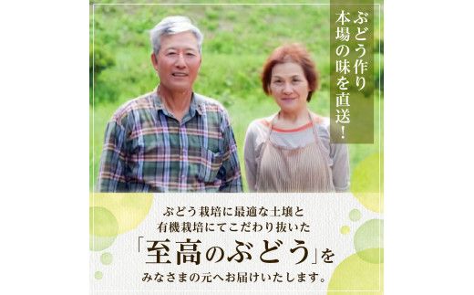 岡山県備前市のふるさと納税 【2025年発送】びぜん葡萄「桃太郎ぶどう」（露地栽培）約2kg入  【 岡山県備前市産 桃太郎ぶどう 露地栽培 約2kg入 (3～5房目安) 樹上完熟 】