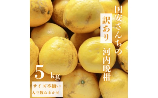 《果汁たっぷりジューシー》産地直送 愛媛八幡浜産 訳あり 河内晩柑 5kg＜C20-73＞【1621485】
