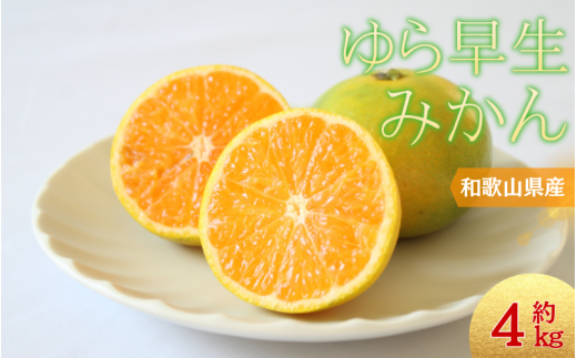 ＼光センサー選別／ 【先行予約】＼数量限定／ 希少品種 ご家庭用 ゆら早生みかん 約4kgサイズ混合【2025年10月上旬頃より順次発送】/ みかん ミカン 和歌山県 柑橘 早生 甘い 蜜柑 フルーツ 果物 くだもの 食品  産地直送  ご家庭用 ゆら早生 早生みかん【nuk162A】 