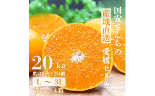 ＜みかんの大トロ＞糖度12.0以上 酸1.4以下 糖酸選別品 愛媛セトカ 20kg＜H20-78＞【1620333】