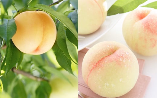 清水白桃 エース 3玉 約750g 【2025年7月上旬～7月下旬発送予定】 ／ 白桃 桃 もも モモ