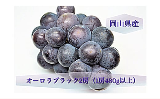 オーロラブラック 2房 （1房480g以上） 化粧箱入り 【2025年8月下旬～9月下旬迄発送予定】 ／ 葡萄 ぶどう 果物 果実 フルーツ 種なし 岡山県 美咲町 冷蔵