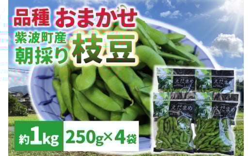 採れたて枝豆１kg（250g×4袋）新鮮 産地直送 朝採り（DI008）