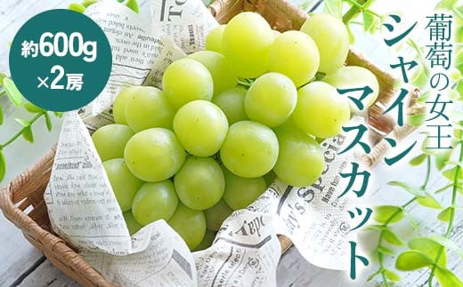 《先行予約》シャインマスカット 約1.2kg (約600g×2房) シャインマスカット マスカット ぶどう ブドウ 葡萄 フルーツ くだもの デザート 先行予約 予約 F4D-0075 584977 - 福島県西会津町