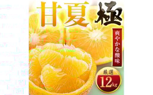 ＜太陽をたっぷり浴びた＞甘夏＜極＞12kg＜F49-86＞【1621798】