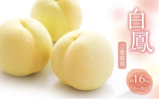 桃 2025年 数量限定 白桃 白鳳 約1.6kg 6～8玉 ご家庭用 フルーツ 果物 岡山 赤磐市産