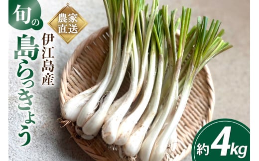 【期間限定発送】島らっきょう 約 4kg [畑シンカ 沖縄県 伊江村 ie47bde250001] 島ラッキョウ しまらっきょう 野菜 やさい 浅漬け 漬物 らっきょうみそ 1139906 - 沖縄県伊江村