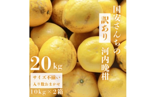 《果汁たっぷりジューシー》産地直送 愛媛八幡浜産 訳あり 河内晩柑20kg＜G20-79＞【1621480】