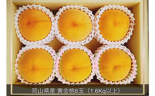 黄金桃 6玉 （1.6kg以上） 化粧箱入り 【2025年8月下旬～9月上旬まで発送予定】 ／ 黄桃 桃 もも 果物 果実 フルーツ 岡山県 美咲町 冷蔵 2106689 - 岡山県美咲町