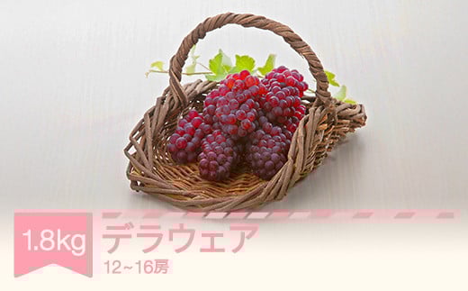 【先行予約】デラウェア 約1.8kg 令和7年産 2025年産 果物 葡萄 ぶどう mm-budwx1800 2106889 - 山形県村山市