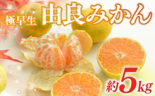 みかん 由良 5kg 柑橘 ミカン 蜜柑 極早生 ビタミン フルーツ 果物 果実 早生 おいしい 健康 美容 大石農園 静岡県 牧之原市