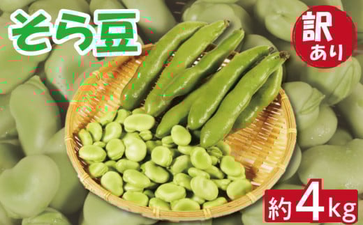 【期間限定 5月上旬～6月上旬発送予定】訳あり そら豆 約4kg 期間限定 朝採れ 銚子産 そらまめ 豆 マメ ヘルシー 食物繊維 ミネラル 健康 美容 甘い おかず お弁当 おつまみ ビール 晩酌 塩茹で 蒸し 炒め物 焼き 炊き込みご飯 大容量  新鮮 産地直送 産直 野菜 旬 贈答用 ギフト プレゼント 簡単 調理 家庭用 業務用 栄養 国産 送料無料 ふるさと納税 千葉県 銚子市 孝農園
