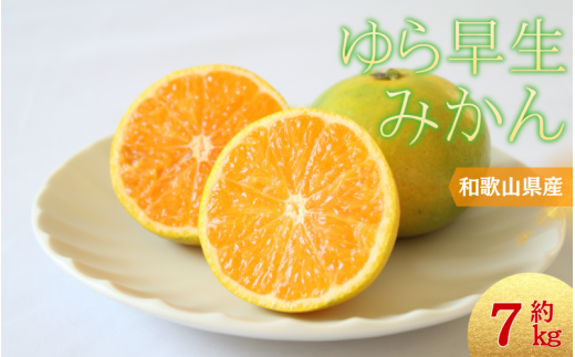＼光センサー選別／ 【先行予約】＼数量限定／ 希少品種 ご家庭用 ゆら早生みかん 約7kgサイズ混合【2025年10月上旬頃より順次発送】/ みかん ミカン 和歌山県 柑橘 早生 甘い 蜜柑 フルーツ 果物 くだもの 食品  産地直送  ご家庭用 ゆら早生 早生みかん【nuk002D】 