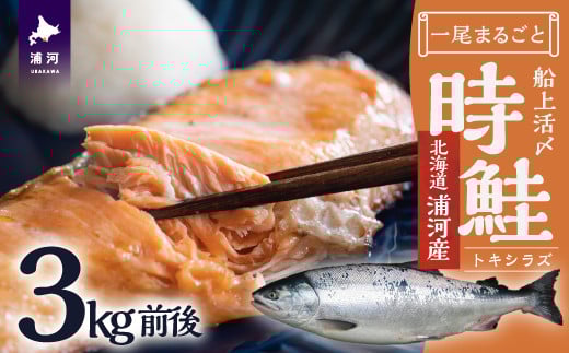 船上活〆時鮭1尾分3.0kg前後(未凍結)[01-1464]