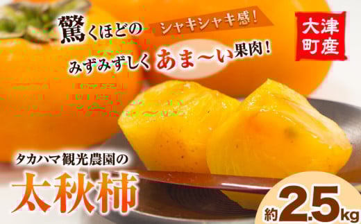 熊本県大津町産 タカハマ観光農園の太秋柿 約2.5kg《10月中旬-11月下旬頃出荷》 550888 - 熊本県大津町