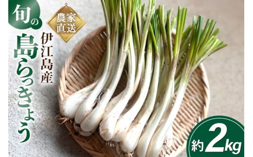 【期間限定発送】島らっきょう 約 2kg [畑シンカ 沖縄県 伊江村 ie47bde250002] 島ラッキョウ しまらっきょう 野菜 やさい 浅漬け 漬物 らっきょうみそ 1139907 - 沖縄県伊江村