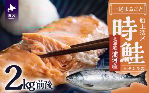 船上活〆時鮭1尾分2.0kg前後(未凍結)[01-1465]