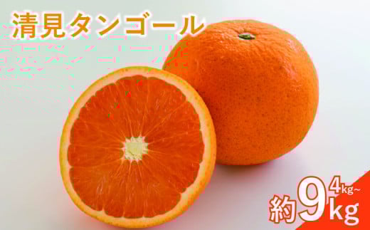 <先行予約3月下旬頃より発送予定>【訳あり】 みかん 柑橘 清見タンゴール 約4kg/約9kg | 柑橘 みかん 果物 フルーツ おすすめ 人気 ジューシー オレンジ 果実 愛媛 松山 送料無料