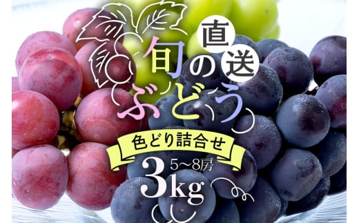【 2025年 先行予約 】 旬のぶどう 色とりどり 詰合せ 3kg 太郎兵衛果樹園 5房 ～ 8房 詰め合わせ 品種 お任せ 食べ比べ セット 果物 くだもの ぶどう ブドウ フルーツ 3キロ 9月 10月 発送 秋 旬 茨城県産 産地直送 産直 農家直送 冷蔵 茨城県 石岡市 (A03-004) 791541 - 茨城県石岡市