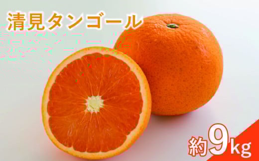 <先行予約3月下旬頃より発送予定>【訳あり】 清見タンゴール 約9kg