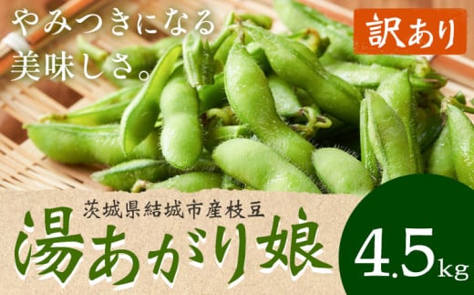 【先行予約・訳あり】 茨城県結城市産枝豆「湯あがり娘」4.5kg （茶豆味）　有限会社大嶋農園 《7月中旬-7月末頃出荷》 野菜 国産 甘み 香り 濃厚 つまみ ビールのおつまみ ビールのつまみ 【配送不可地域あり】 1172470 - 茨城県結城市