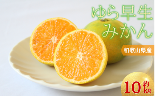 ＼光センサー選別／ 【先行予約】＼数量限定／ 希少品種 ご家庭用 ゆら早生みかん 約10kgサイズ混合【2025年10月上旬頃より順次発送】/ みかん ミカン 和歌山県 柑橘 早生 甘い 蜜柑 フルーツ 果物 くだもの 食品  産地直送  ご家庭用 ゆら早生 早生みかん【nuk110B】 