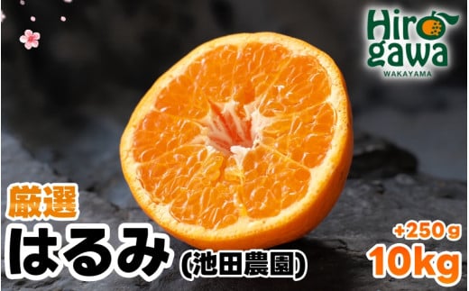 厳選 はるみ 10kg+250g（痛み補償分） 光センサー選別 / 有田 みかん 蜜柑 オレンジ 果物 フルーツ デコポン の姉妹品種 ※2月上旬～3月下旬頃に順次発送予定 ※北海道・沖縄・離島への配送不可【ikd013-p-10】 2106228 - 和歌山県広川町