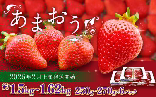 博多あまおう（春） 約250g～270g×6パック 計約1.5kg～1.62kg【2026年2月上旬-4月下旬発送予定】いちご 苺 イチゴ 果物 フルーツ